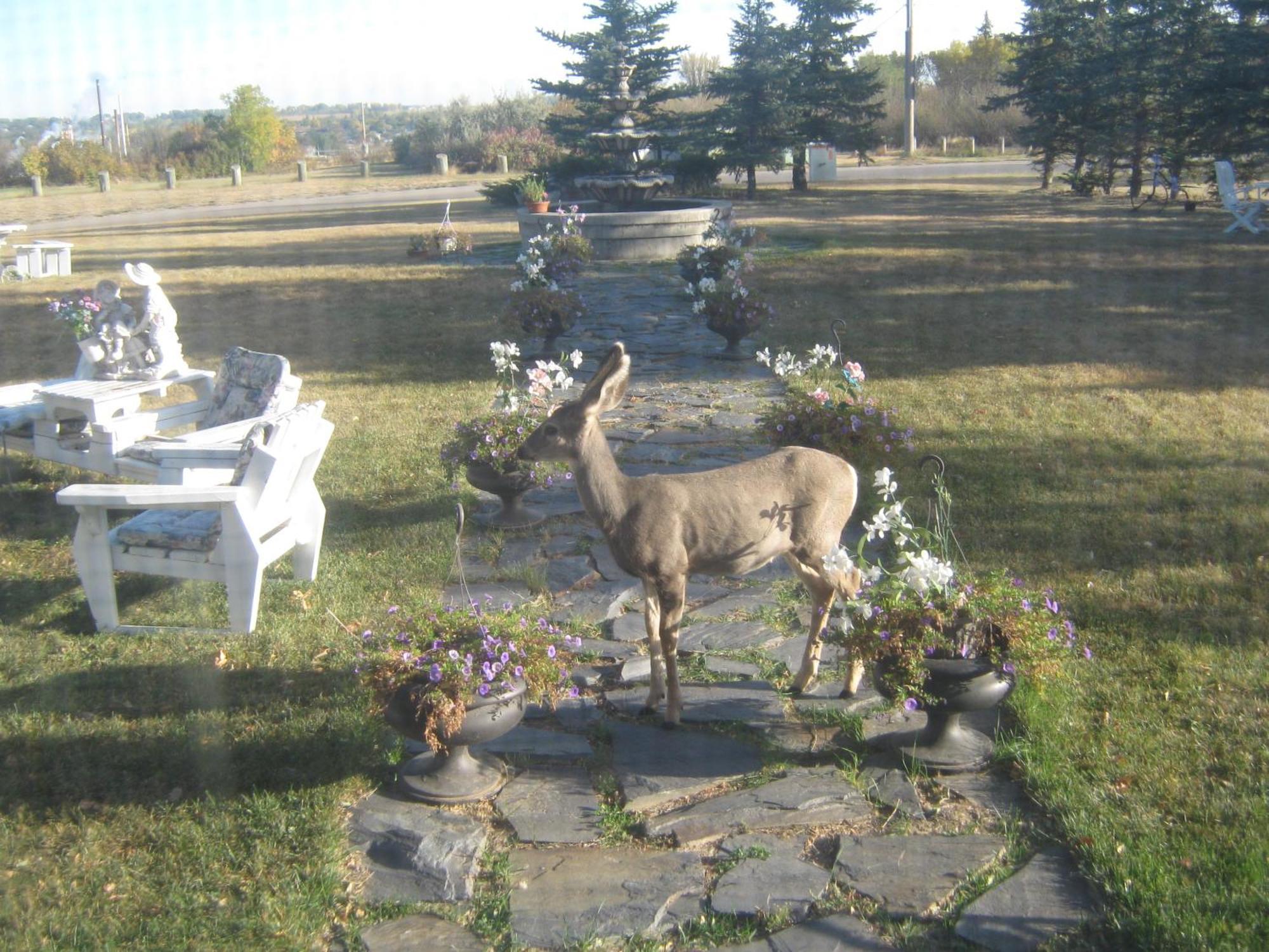 Wakamow Heights Bed And Breakfast Moose Jaw Exterior photo